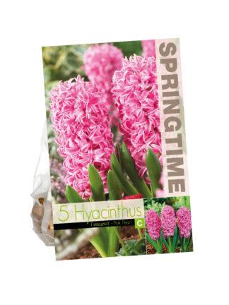 Hyacinthus Pink Pearl