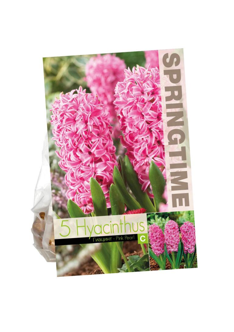 Hyacinthus Pink Pearl