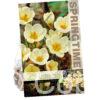 Crocus Cream Beauty