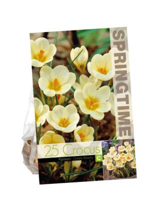Crocus Cream Beauty