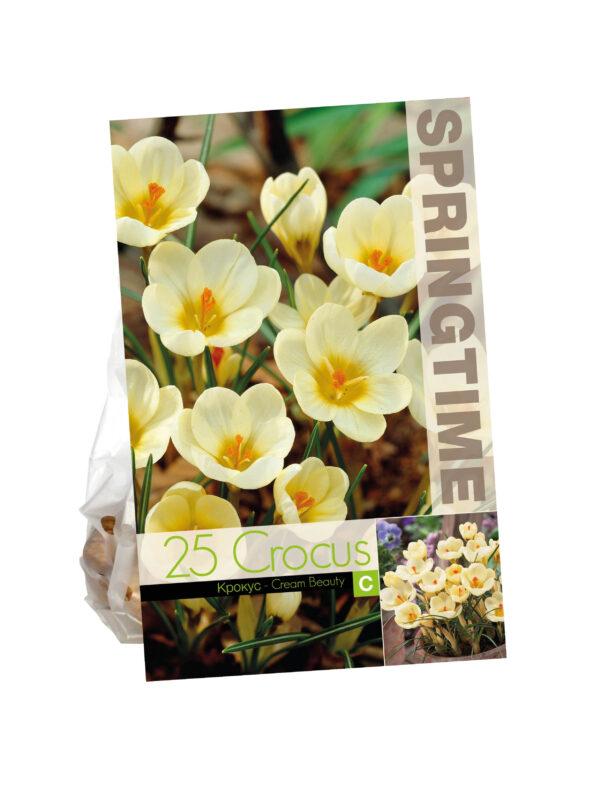 Crocus Cream Beauty
