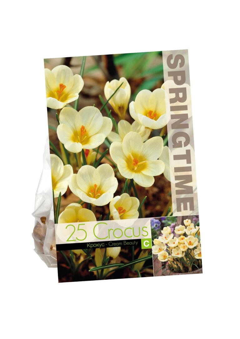 Crocus Cream Beauty