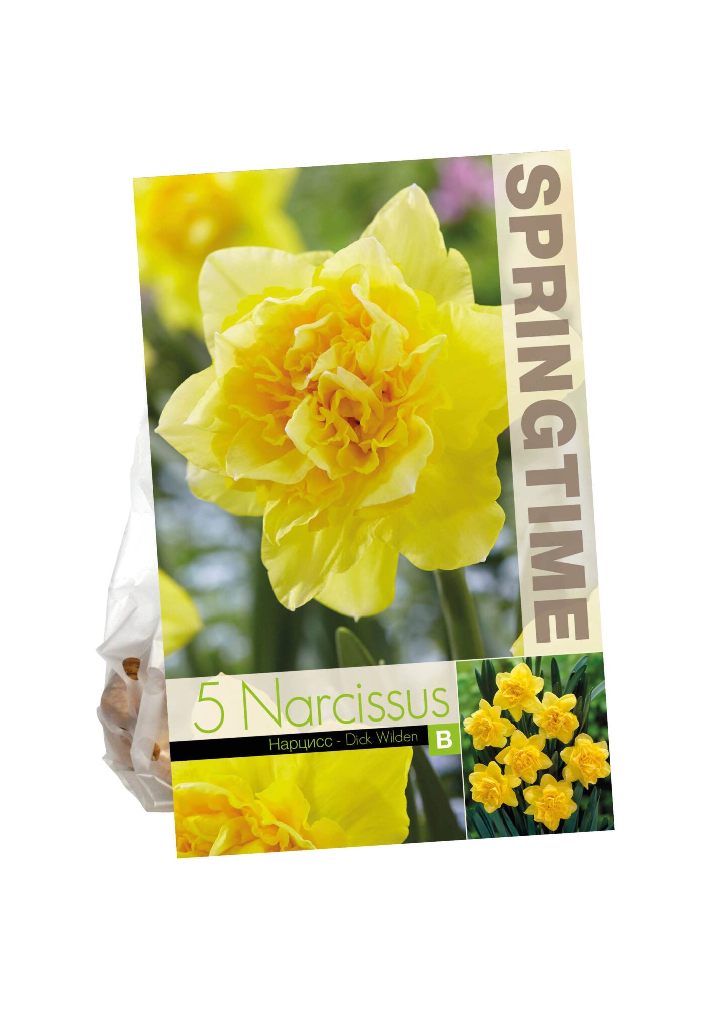 Narcissus Dick Wilden