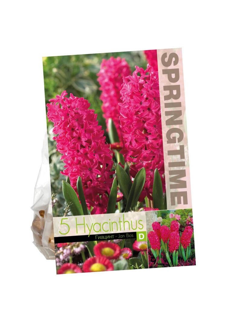 Hyacinthus Jan Bos