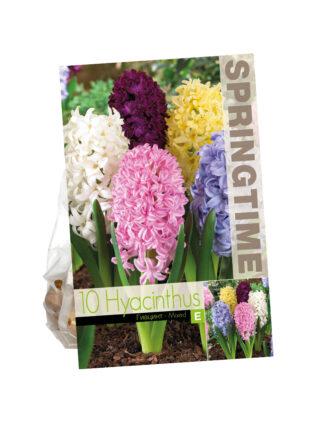 Hyacinthus Hyacinth Mixed