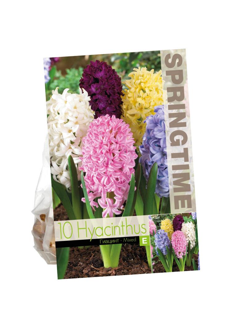 Hyacinthus Hyacinth Mixed