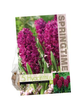 Hyacinthus Woodstock