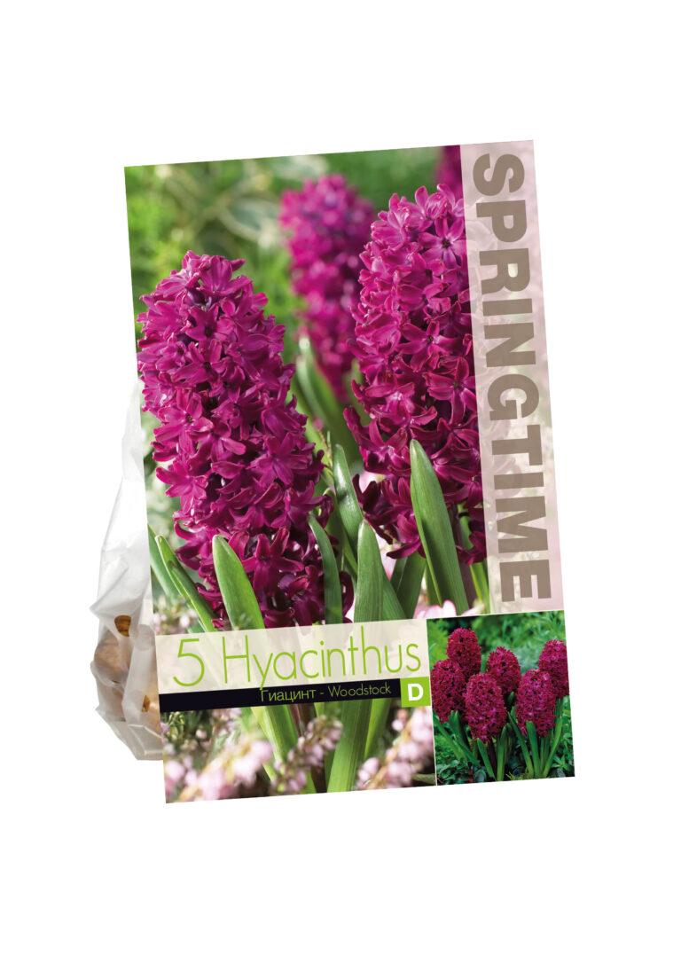 Hyacinthus Woodstock