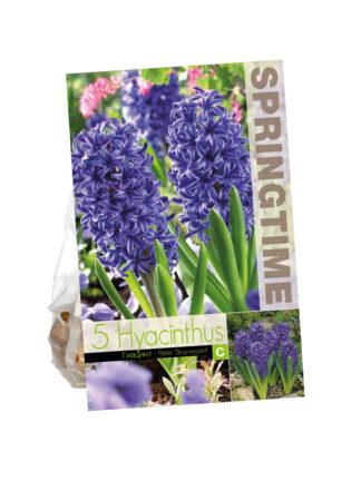 Hyacinthus Peter Stuyvesant