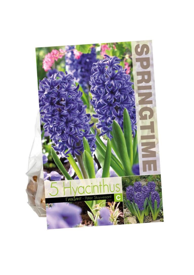 Hyacinthus Peter Stuyvesant