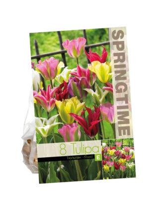 Tulipa Viridiflora Mixed