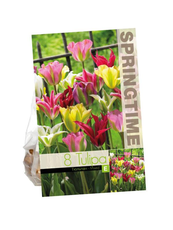 Tulipa Viridiflora Mixed