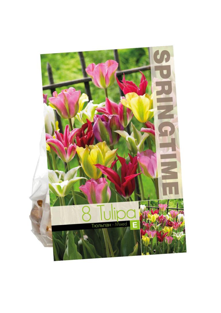 Tulipa Viridiflora Mixed