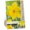 Narcissus Carlton