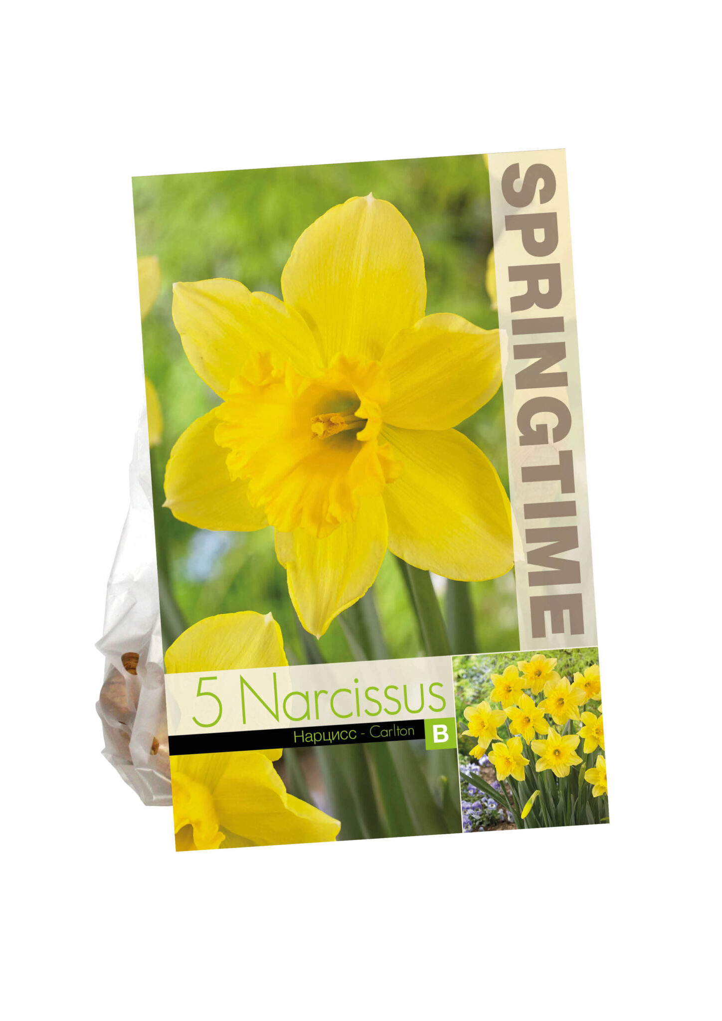 Narcissus Carlton