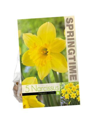 Narcissus Carlton