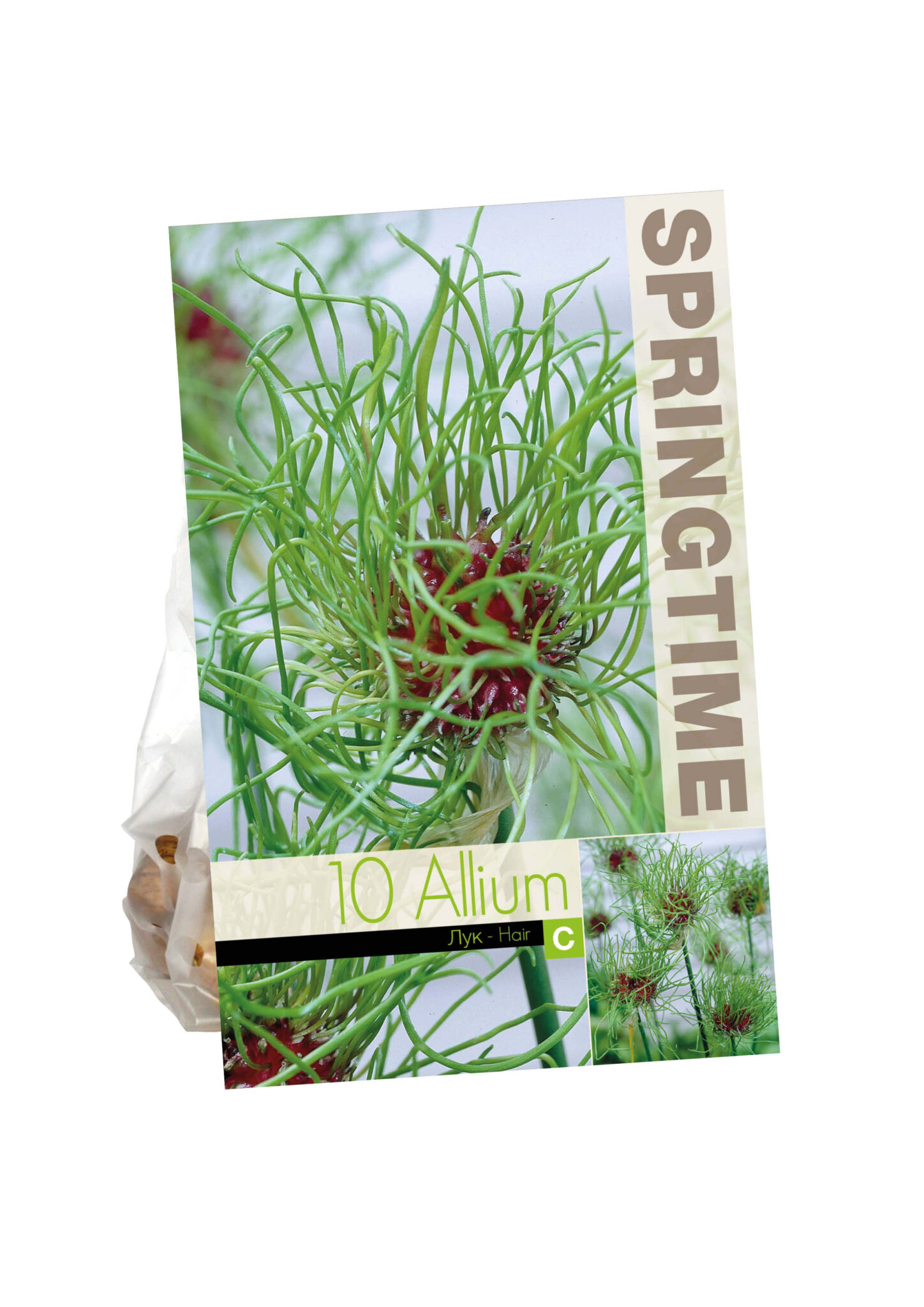Allium Hair