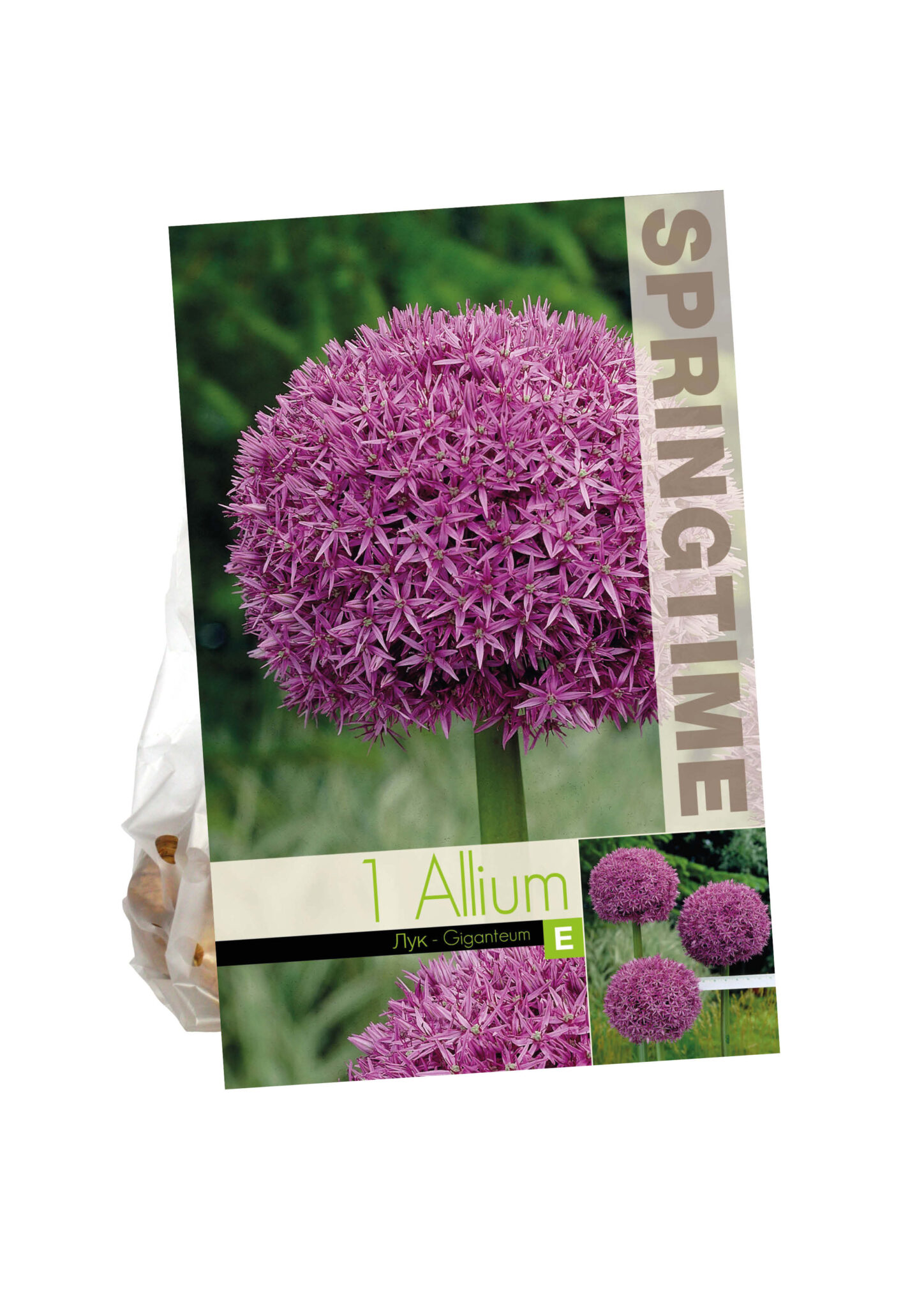 Allium Giganteum