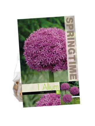 Allium Giganteum