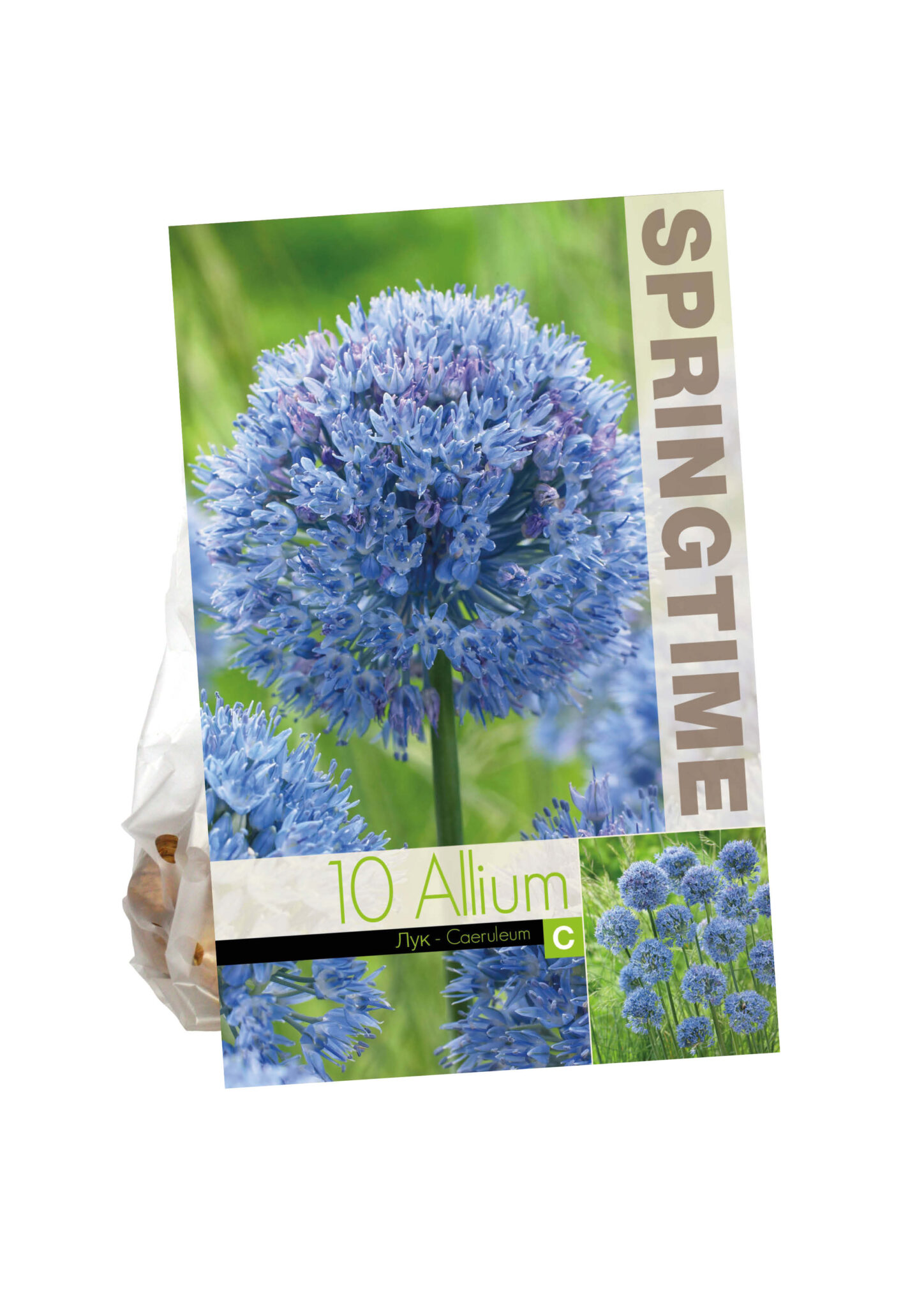 Allium Caeruleum