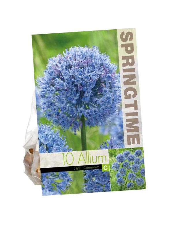 Allium Caeruleum
