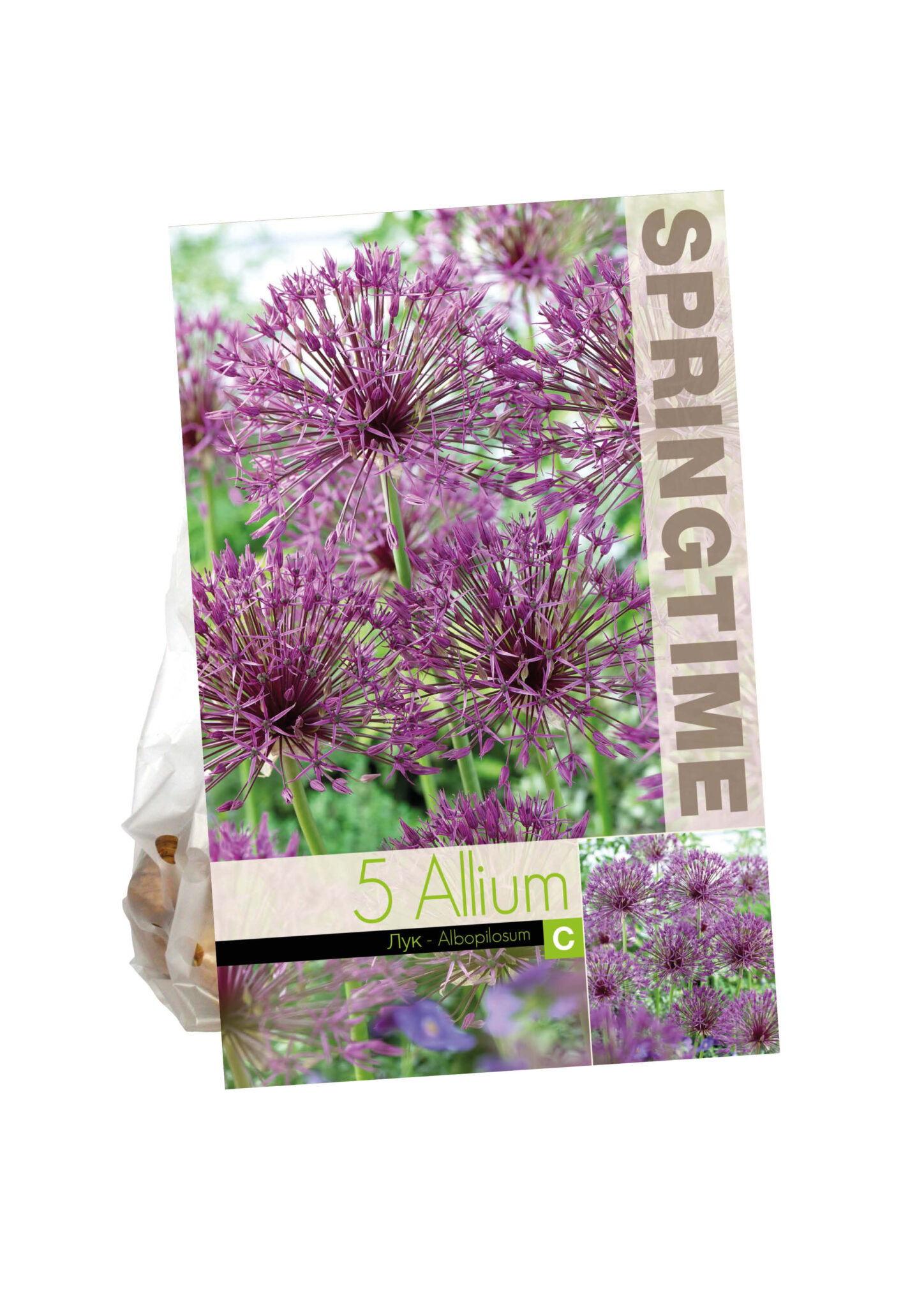 Allium Albopilosum