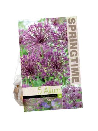 Allium Albopilosum