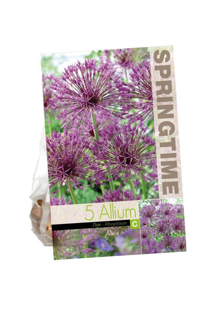 Allium Albopilosum
