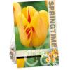 Tulipa Olympic Flame