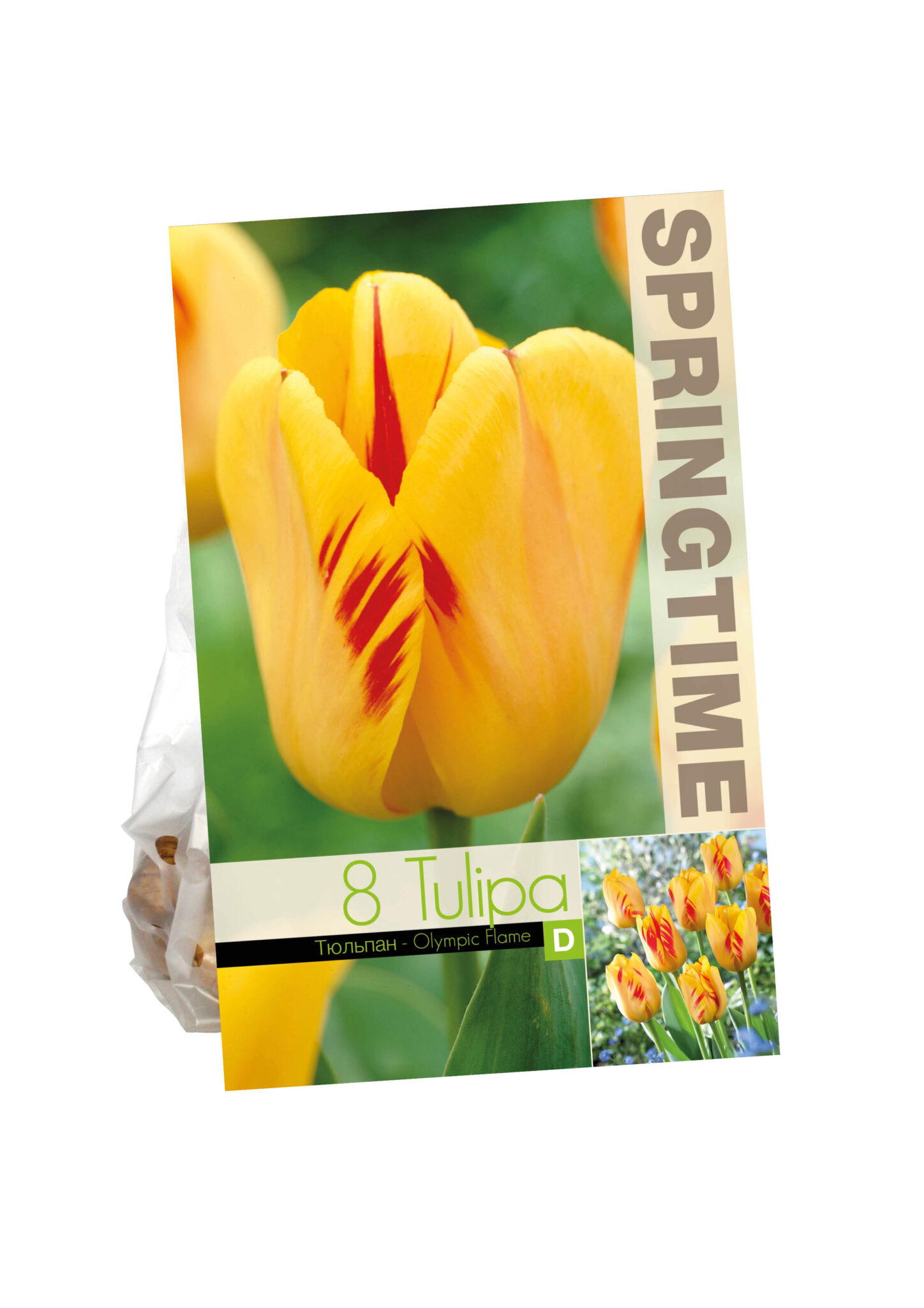 Tulipa Olympic Flame