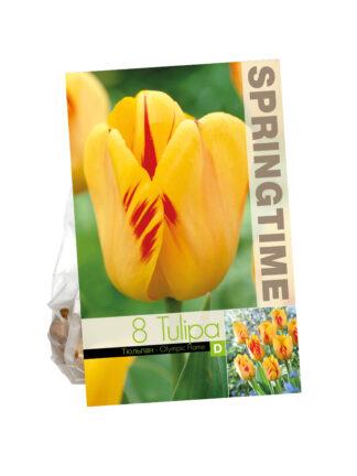 Tulipa Olympic Flame