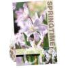 Chionodoxa Pink Giant