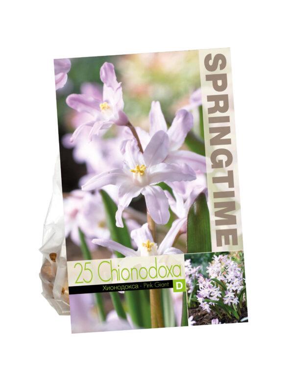 Chionodoxa Pink Giant