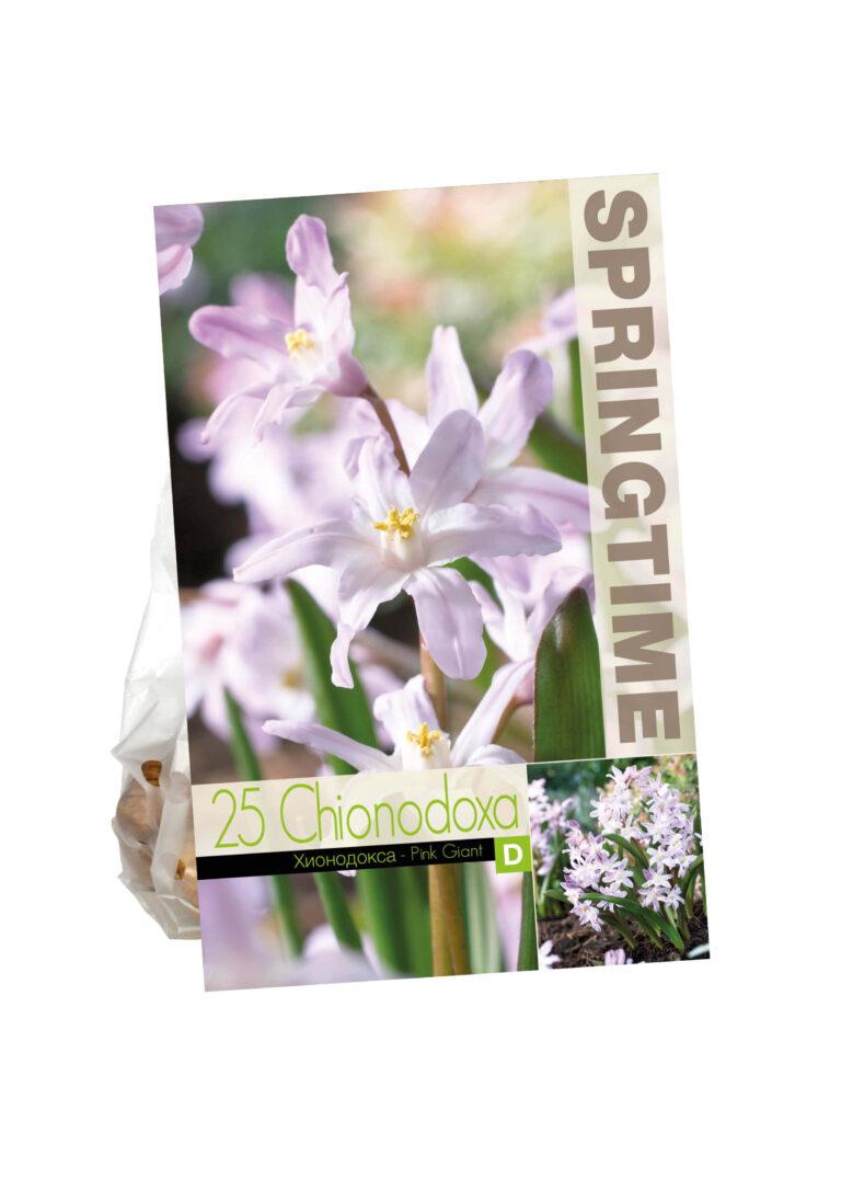 Chionodoxa Pink Giant