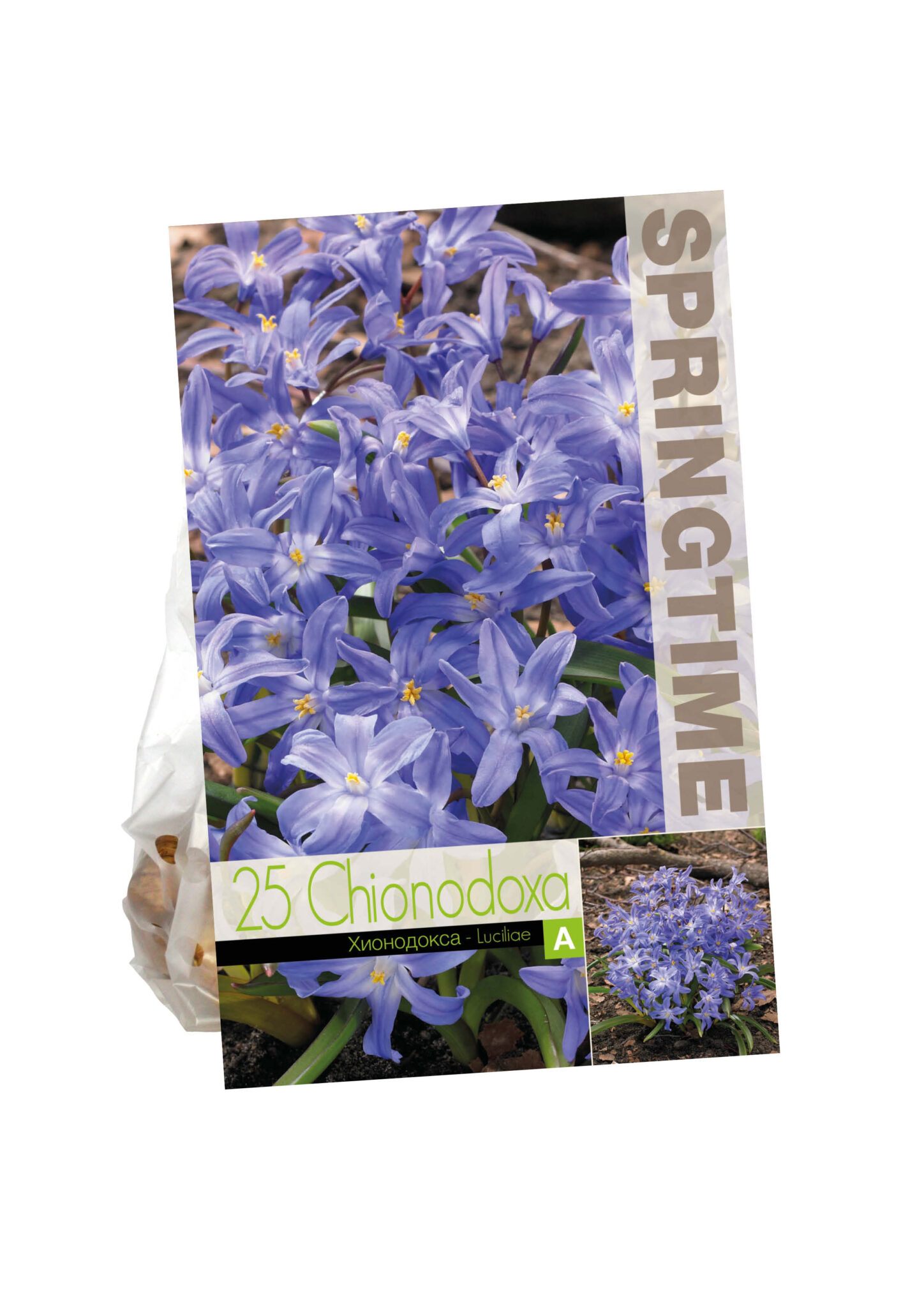 Chionodoxa Luciliae