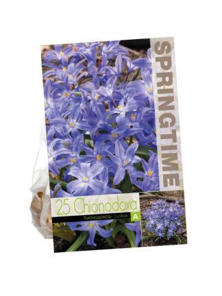 Chionodoxa Luciliae