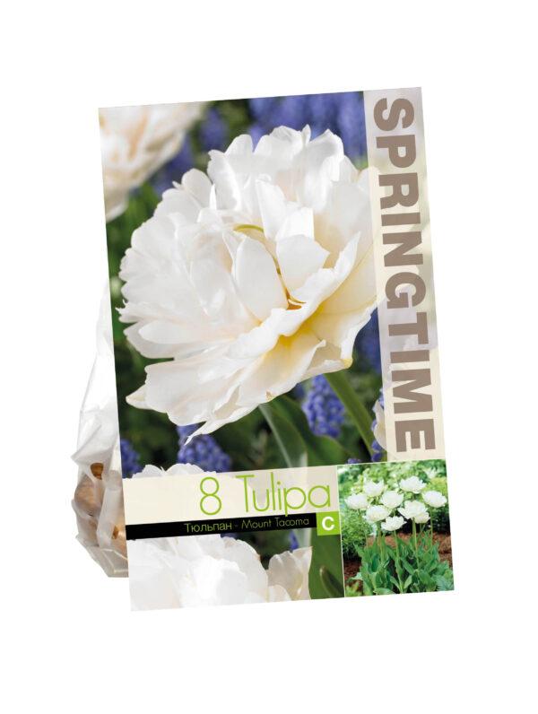 Tulipa Mount Tacoma