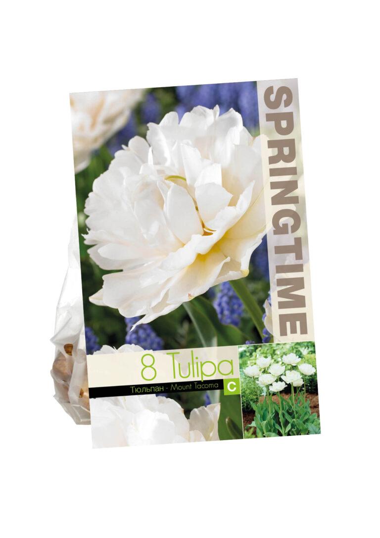 Tulipa Mount Tacoma