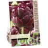 Tulipa Black Hero