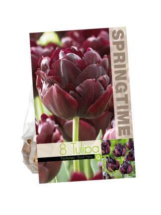 Tulipa Black Hero