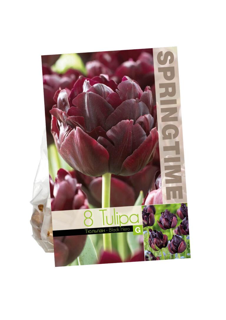 Tulipa Black Hero