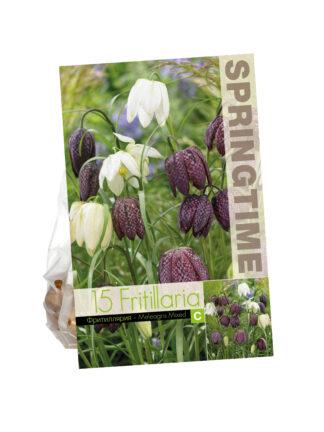 Fritillaria Meleagris Mixed