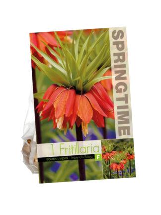 Fritillaria Imp. Rubra