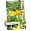 Fritillaria Imp. Lutea
