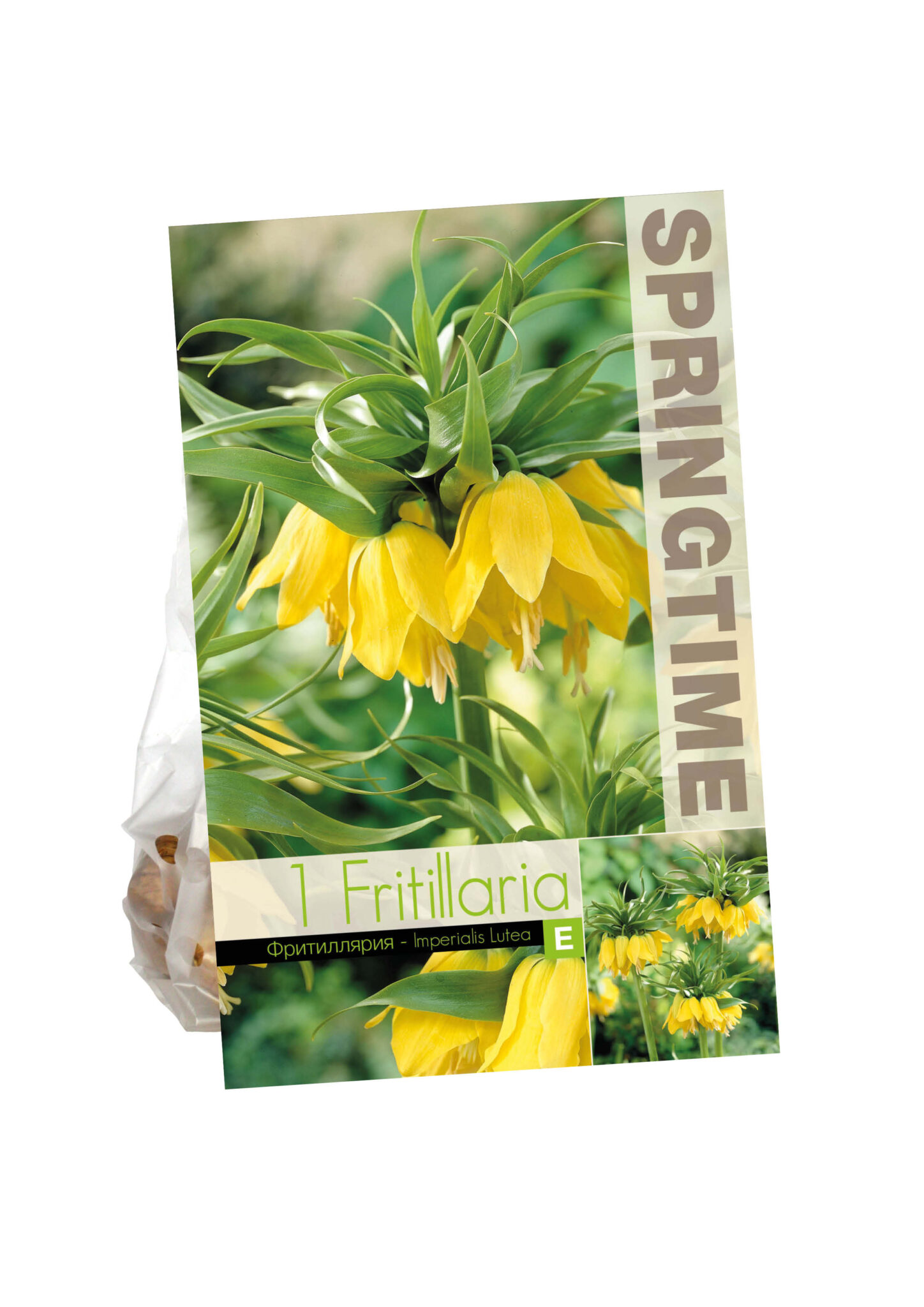 Fritillaria Imp. Lutea