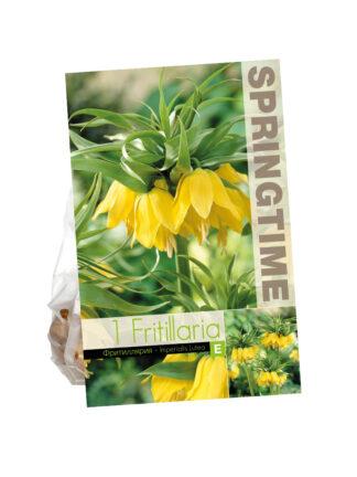 Fritillaria Imp. Lutea