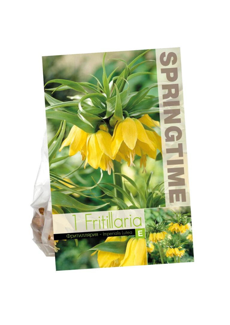 Fritillaria Imp. Lutea