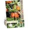Fritillaria Imp. Aurora