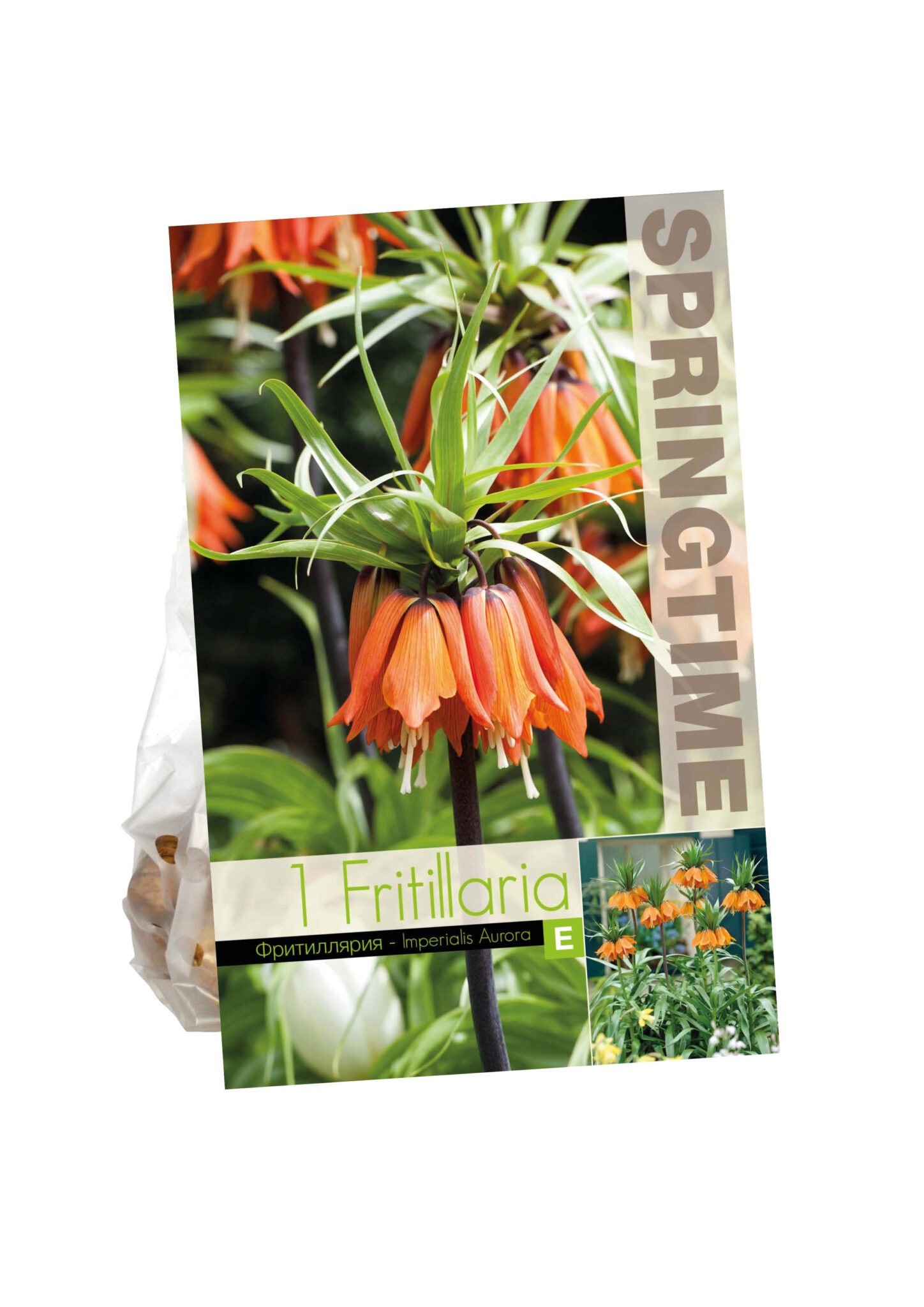 Fritillaria Imp. Aurora