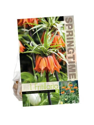 Fritillaria Imp. Aurora
